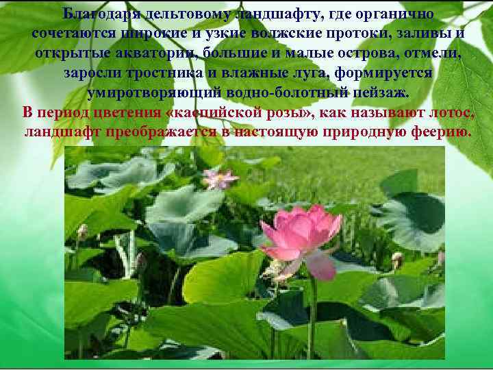Благодаря дельтовому ландшафту, где органично сочетаются широкие и узкие волжские протоки, заливы и открытые