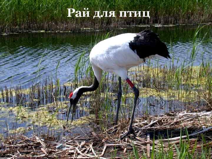 Рай для птиц 