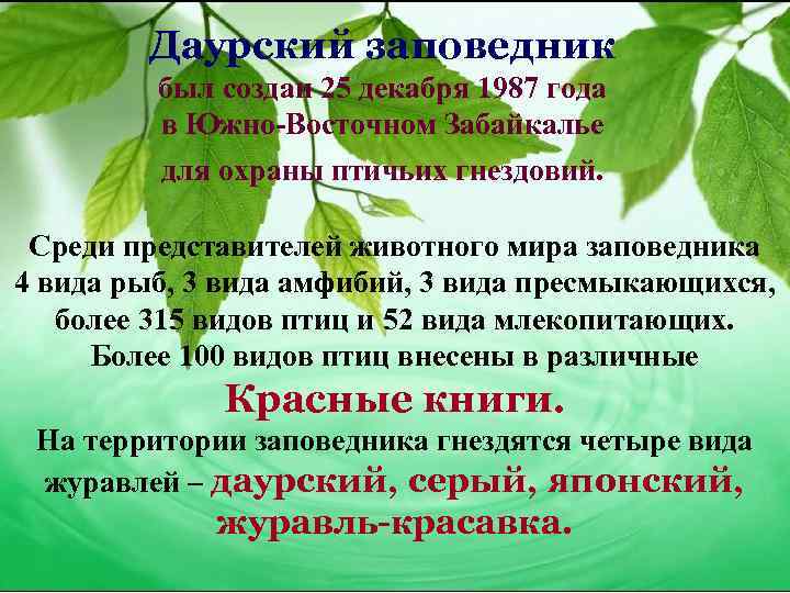 Даурский заповедник был создан 25 декабря 1987 года в Южно-Восточном Забайкалье для охраны птичьих