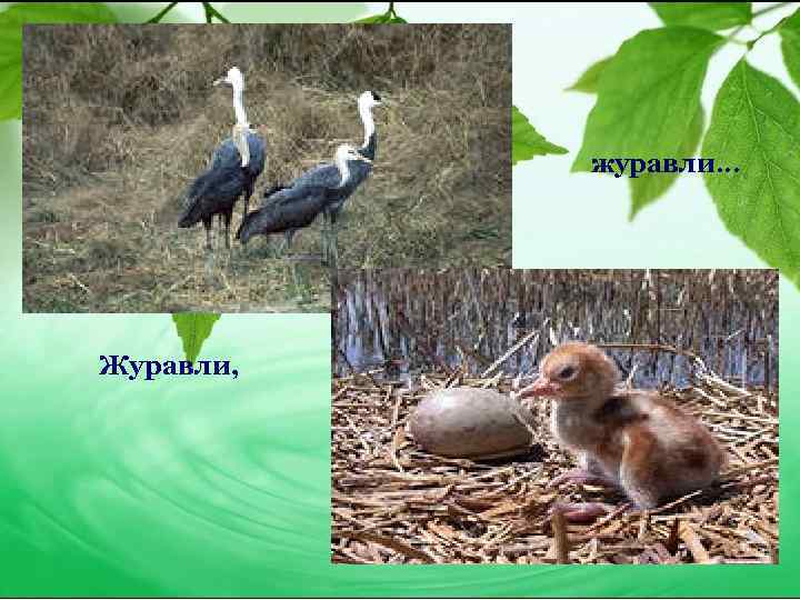 журавли… Журавли, 