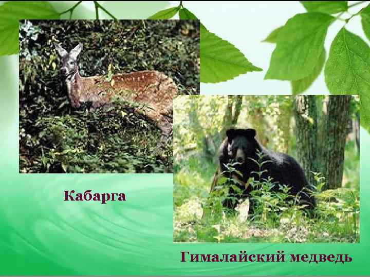 Кабарга Гималайский медведь 