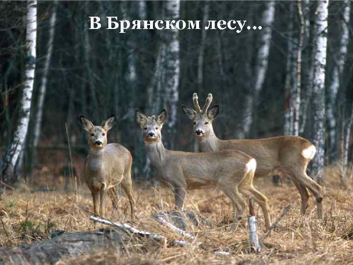 В Брянском лесу… 