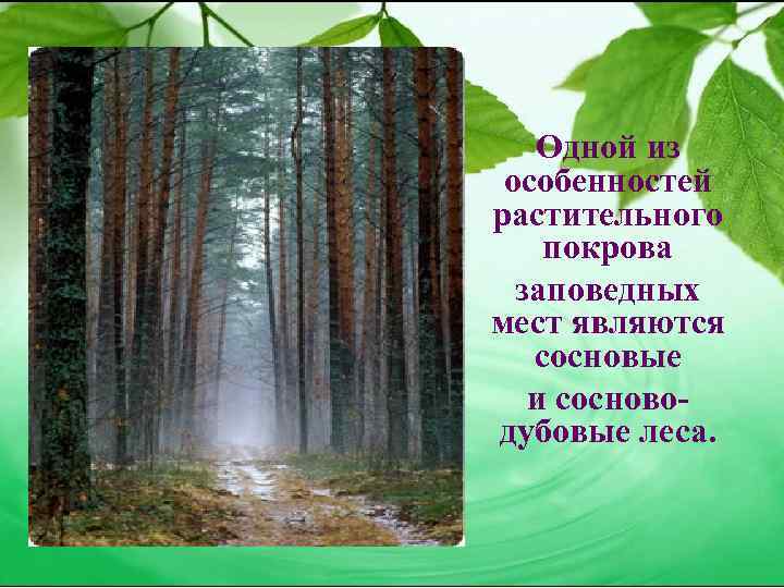 Одной из особенностей растительного покрова заповедных мест являются сосновые и сосноводубовые леса. 