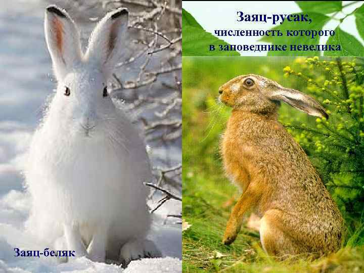  Заяц-русак, численность которого в заповеднике невелика Заяц-беляк 