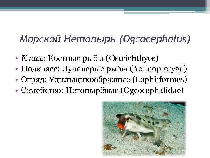 Морской Нетопырь (Ogcocephalus) • • Класс: Костные рыбы (Osteichthyes) Подкласс: Лучепёрые рыбы (Actinopterygii) Отряд: