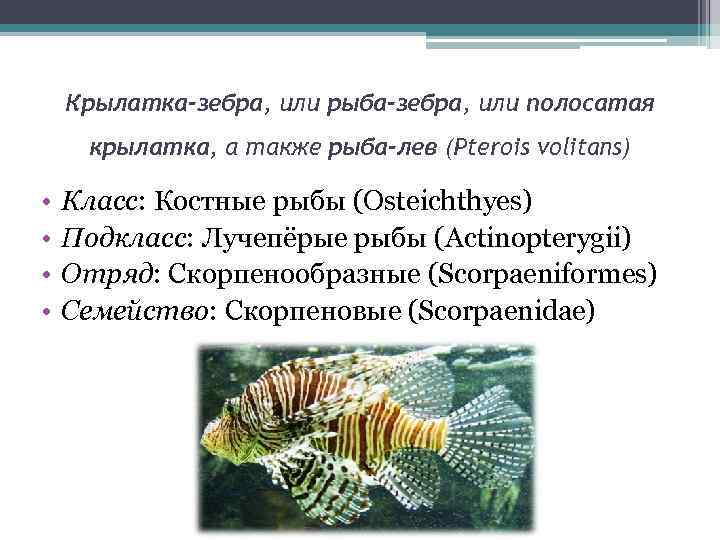 Крылатка-зебра, или рыба-зебра, или полосатая крылатка, а также рыба-лев (Pterois volitans) • • Класс: