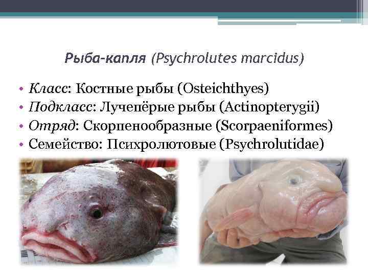 Рыба-капля (Psychrolutes marcidus) • • Класс: Костные рыбы (Osteichthyes) Подкласс: Лучепёрые рыбы (Actinopterygii) Отряд: