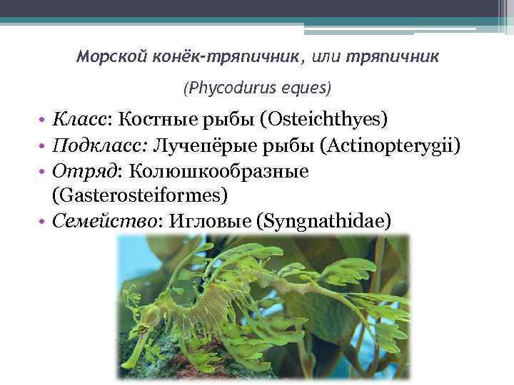 Морской конёк-тряпичник, или тряпичник (Phycodurus eques) • Класс: Костные рыбы (Osteichthyes) • Подкласс: Лучепёрые