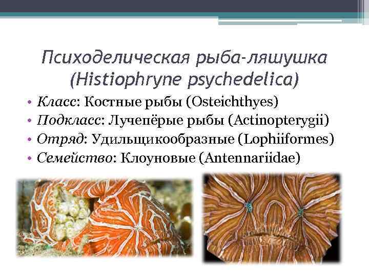 Психоделическая рыба-ляшушка (Histiophryne psychedelica) • • Класс: Костные рыбы (Osteichthyes) Подкласс: Лучепёрые рыбы (Actinopterygii)