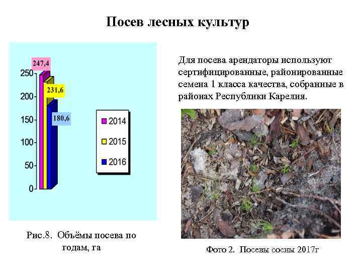 Схема лесных культур