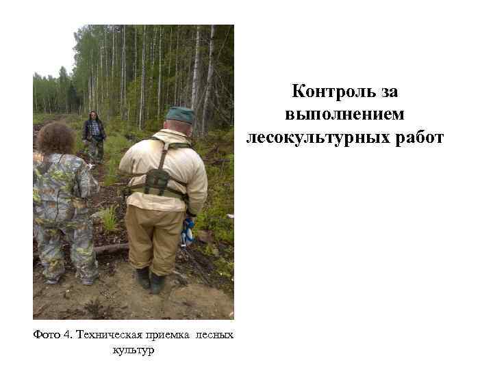  Контроль за выполнением лесокультурных работ Фото 4. Техническая приемка лесных культур 