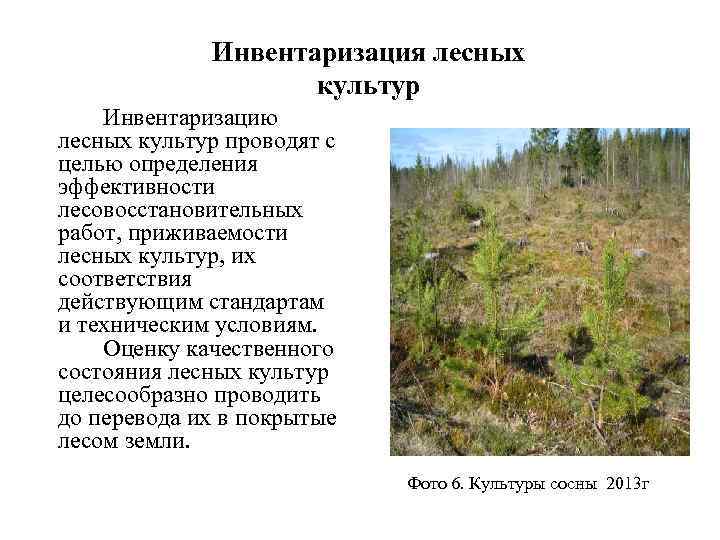 Инвентаризация лесных культур Инвентаризацию лесных культур проводят с целью определения эффективности лесовосстановительных работ, приживаемости