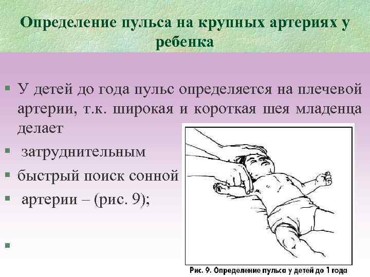 Определение пульса на крупных артериях у ребенка § У детей до года пульс определяется