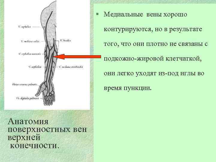 Значит вена. Медиальная подкожная Вена. Как найти медиальную подкожную Вену. Медиальные подкожные вены относятся к венам.