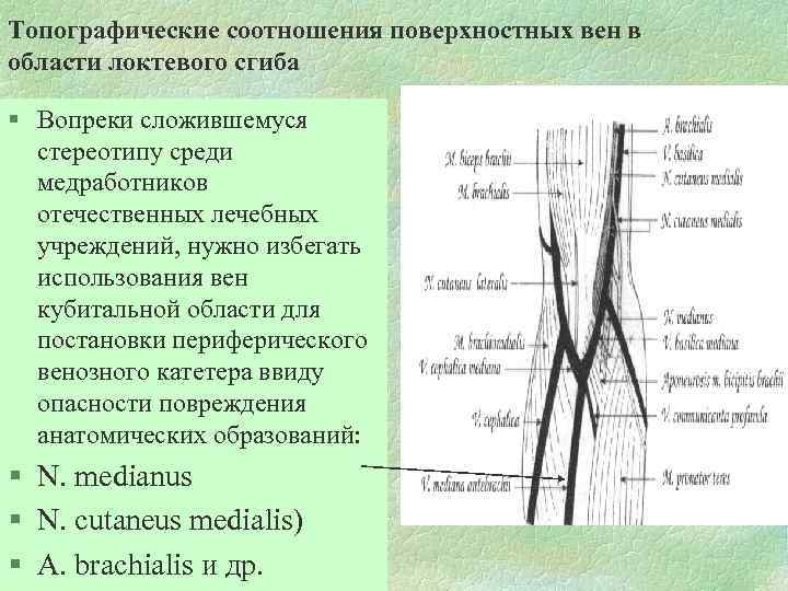 Топографические соотношения поверхностных вен в области локтевого сгиба § Вопреки сложившемуся стереотипу среди медработников