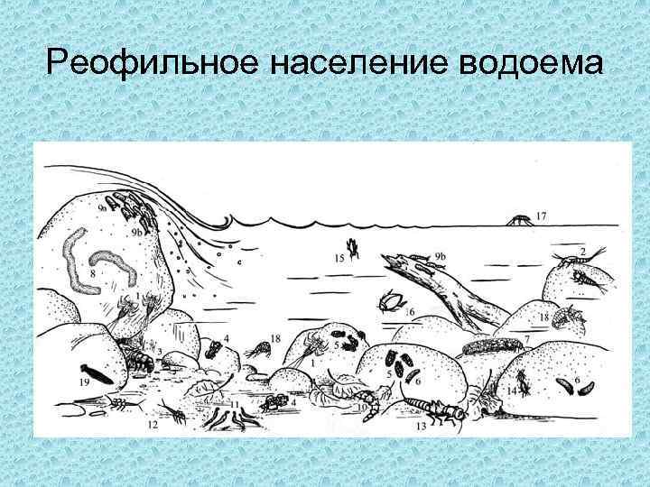 Реофильное население водоема 