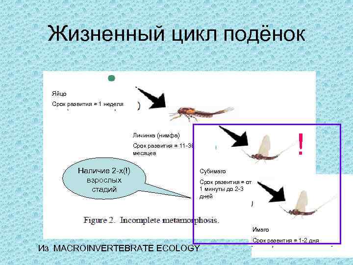 Жизненный цикл подёнок Яйцо Срок развития ≈ 1 неделя ! Личинка (нимфа) Срок развития