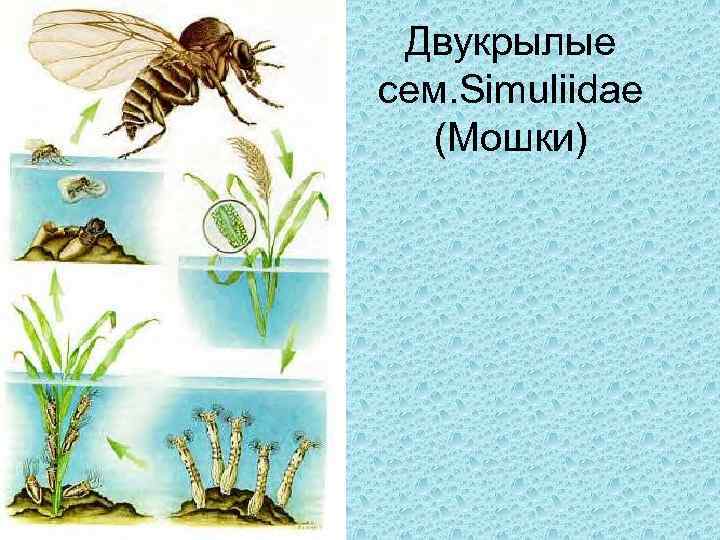 Двукрылые сем. Simuliidae (Мошки) 