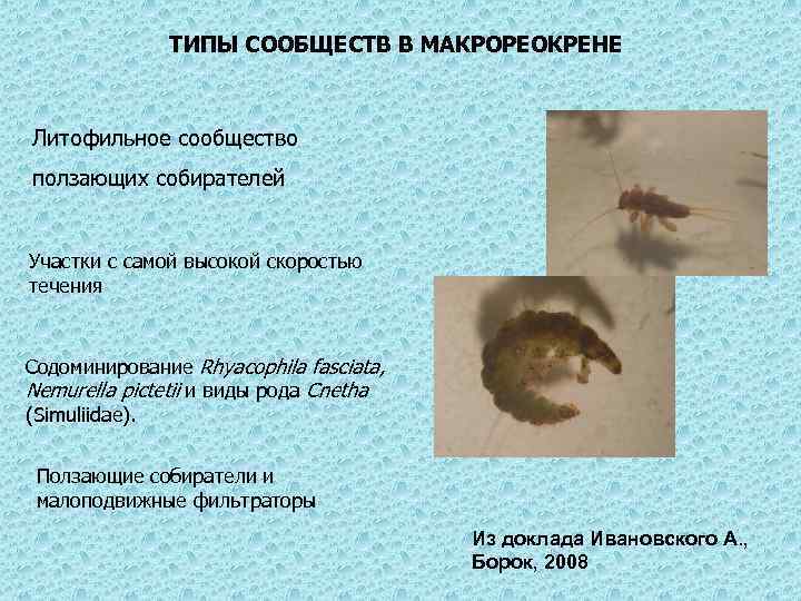 ТИПЫ СООБЩЕСТВ В МАКРОРЕОКРЕНЕ Литофильное сообщество ползающих собирателей Участки с самой высокой скоростью течения