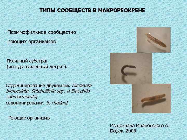 ТИПЫ СООБЩЕСТВ В МАКРОРЕОКРЕНЕ Псаммофильное сообщество роющих организмов Песчаный субстрат (иногда заиленный детрит). Содоминирование