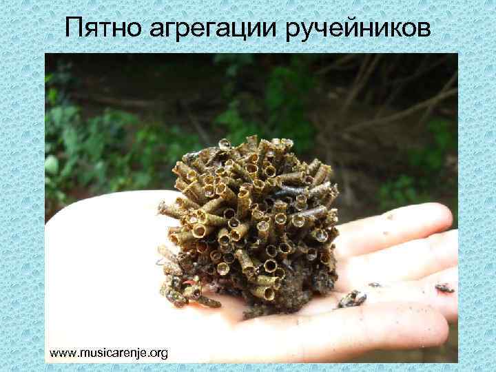 Пятно агрегации ручейников www. musicarenje. org 