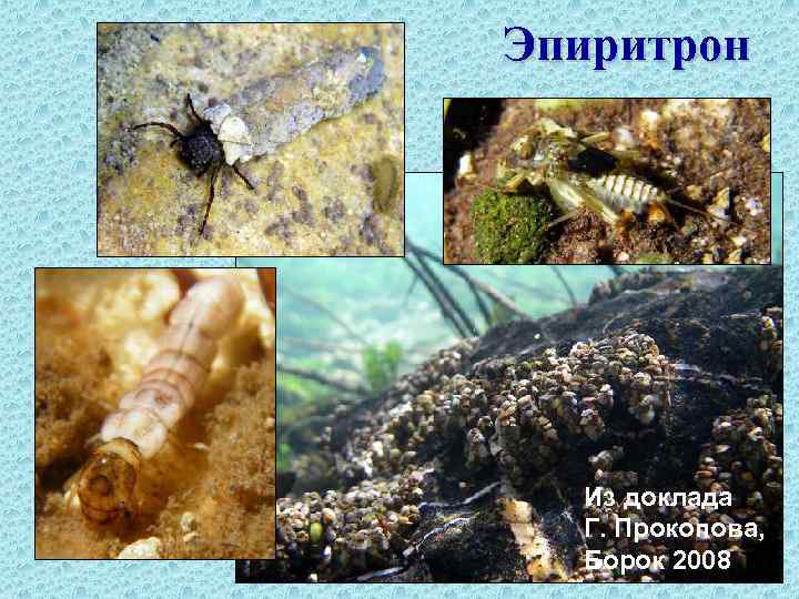 Эпиритрон Из доклада Г. Прокопова, Борок 2008 