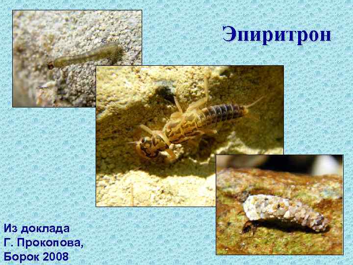 Эпиритрон Из доклада Г. Прокопова, Борок 2008 