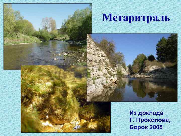 Метаритраль Из доклада Г. Прокопова, Борок 2008 