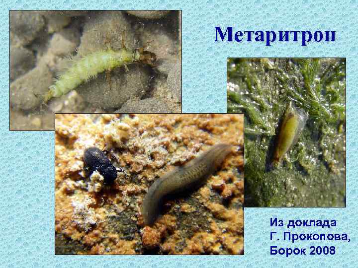 Метаритрон Из доклада Г. Прокопова, Борок 2008 