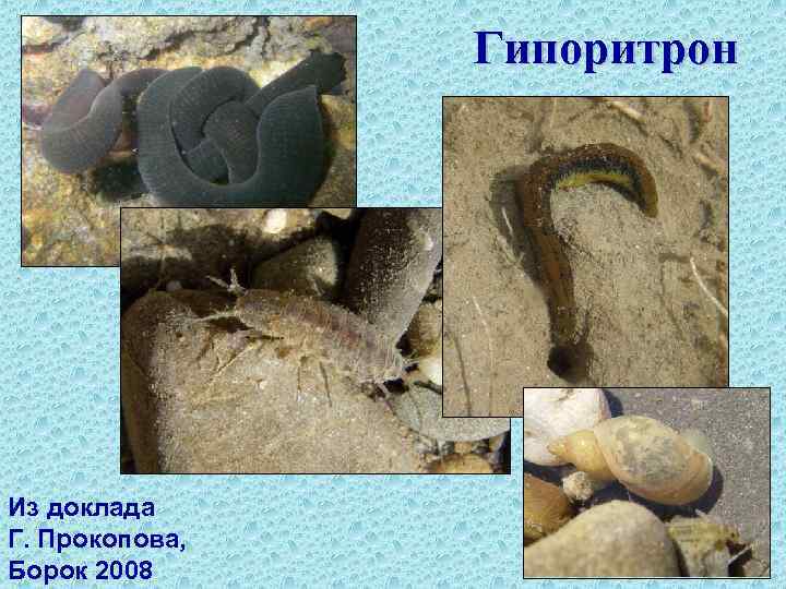 Гипоритрон Из доклада Г. Прокопова, Борок 2008 