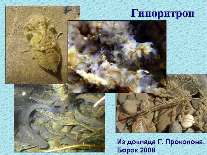Гипоритрон Из доклада Г. Прокопова, Борок 2008 