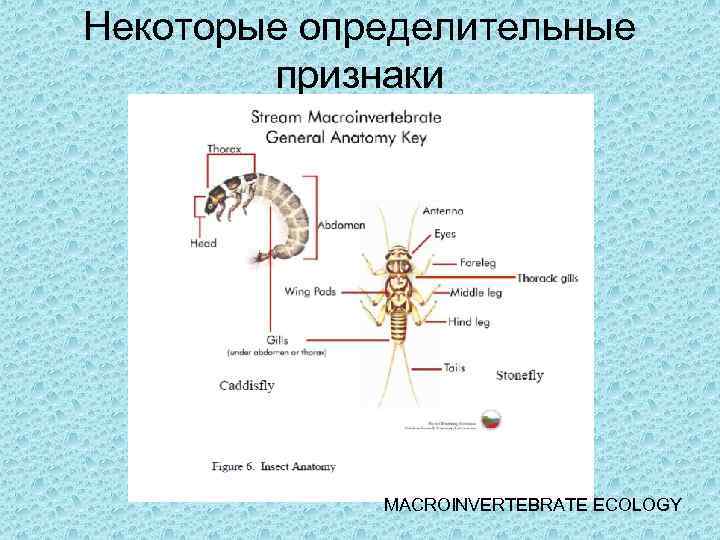 Некоторые определительные признаки MACROINVERTEBRATE ECOLOGY 