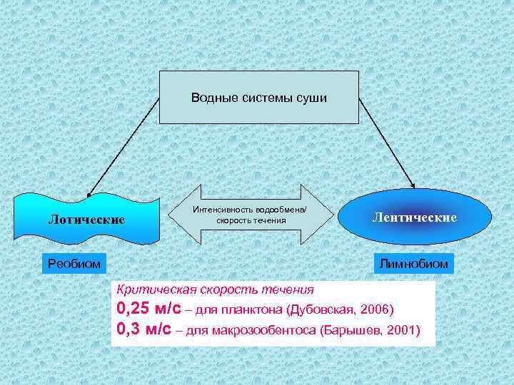 Водные системы суши Лотические Интенсивность водообмена/ скорость течения Реобиом Лентические Лимнобиом Критическая скорость течения