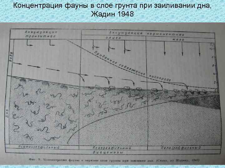 Концентрация фауны в слое грунта при заиливании дна, Жадин 1948 