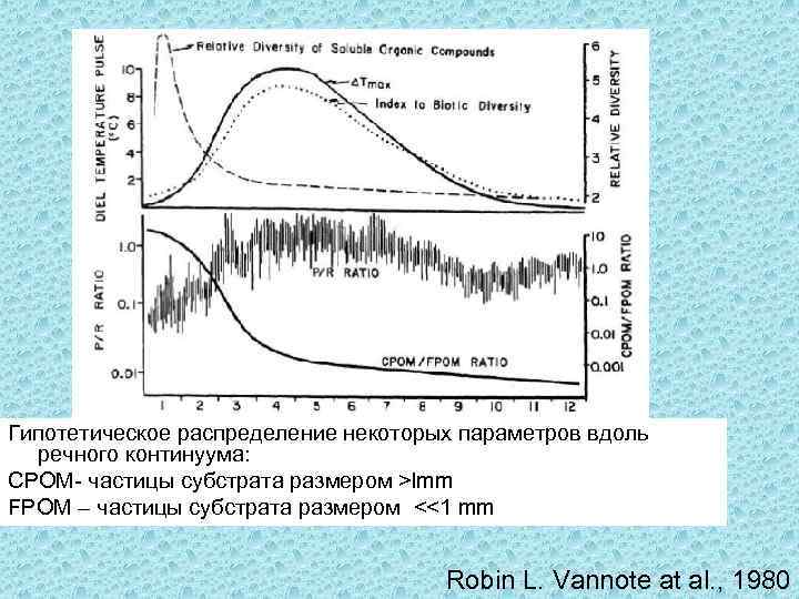 Гипотетическое распределение некоторых параметров вдоль речного континуума: CPOM- частицы субстрата размером >lmm FPOM –