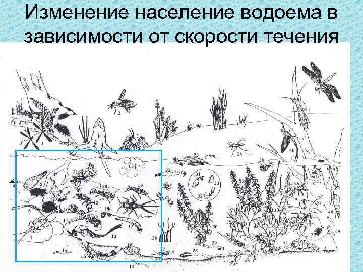 Изменение население водоема в зависимости от скорости течения 