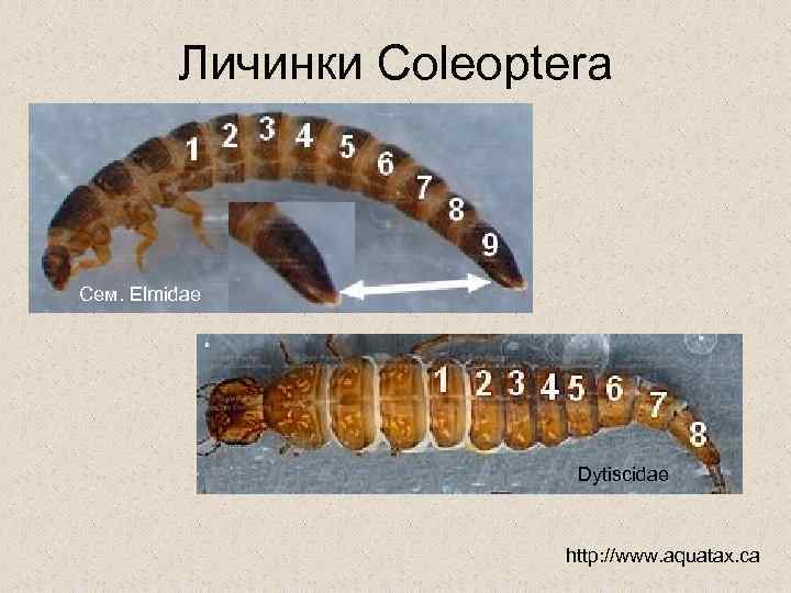 Личинки Coleoptera Сем. Elmidae Dytiscidae http: //www. aquatax. ca 