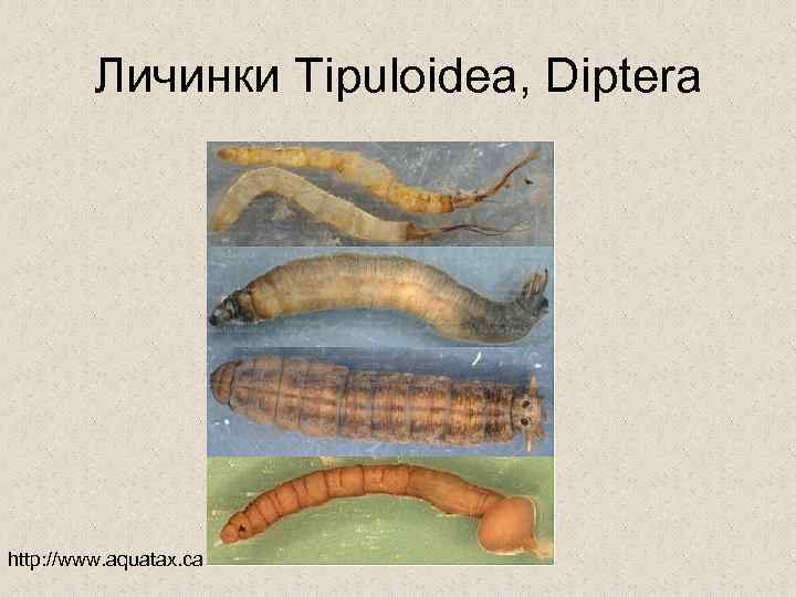 Личинки Tipuloidea, Diptera http: //www. aquatax. ca 