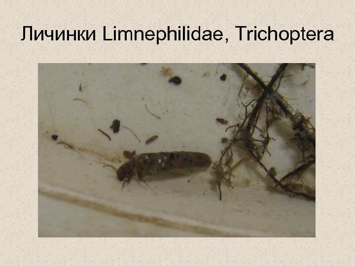 Личинки Limnephilidae, Trichoptera 