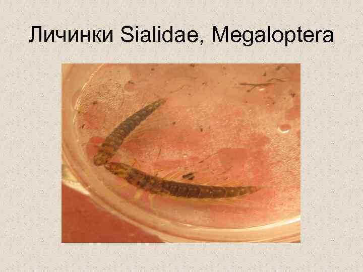Личинки Sialidae, Megaloptera 