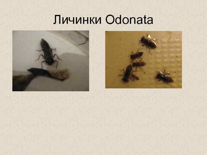 Личинки Odonata 