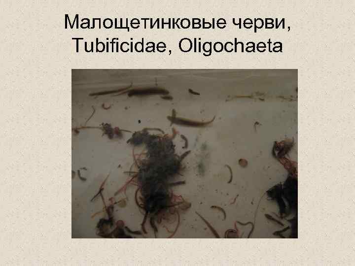 Малощетинковые черви, Tubificidae, Oligochaeta 