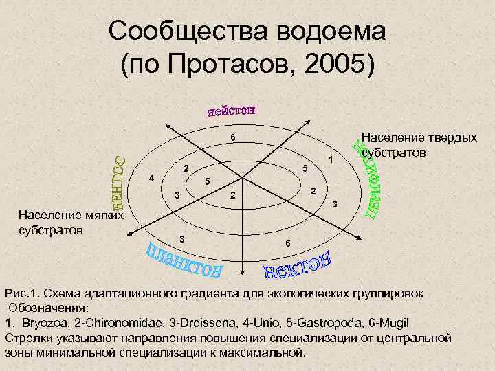 Сообщества водоема (по Протасов, 2005) 6 2 4 5 3 Население мягких субстратов 3