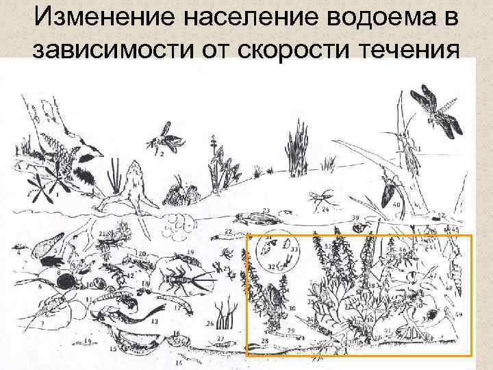 Изменение население водоема в зависимости от скорости течения 