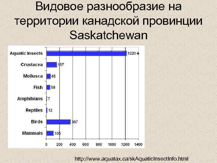 Видовое разнообразие на территории канадской провинции Saskatchewan http: //www. aquatax. ca/sk. Aquatic. Insect. Info.