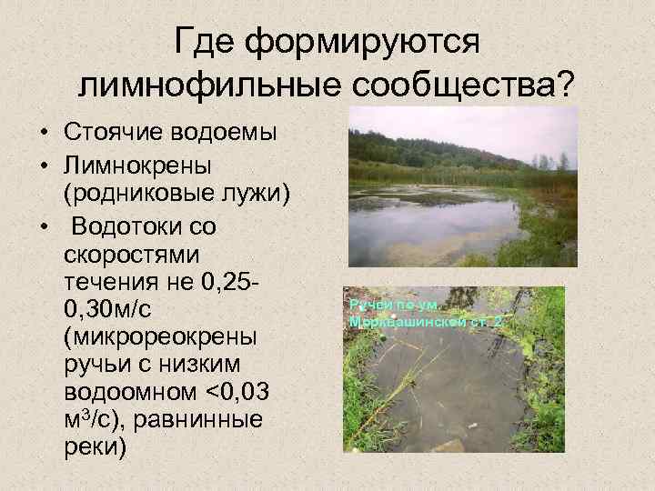 Где формируются лимнофильные сообщества? • Стоячие водоемы • Лимнокрены (родниковые лужи) • Водотоки со
