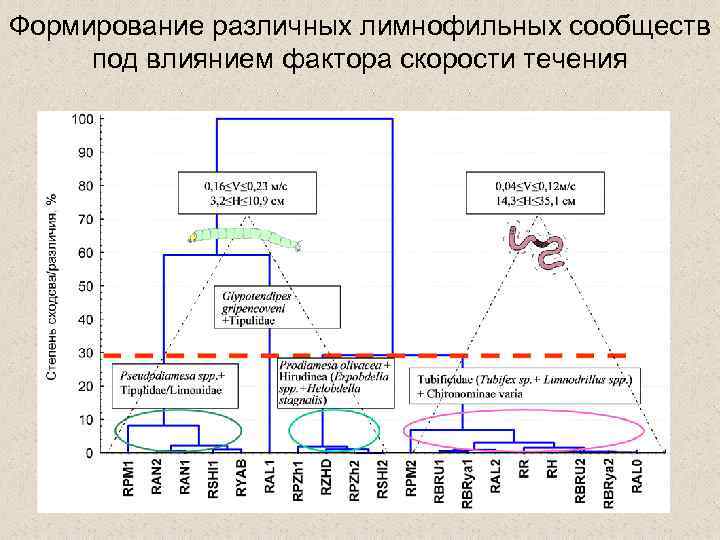 Формирование различных лимнофильных сообществ под влиянием фактора скорости течения 