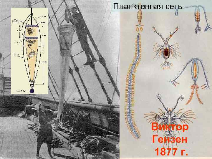 Планктонная сеть Виктор Гензен 1877 г. 