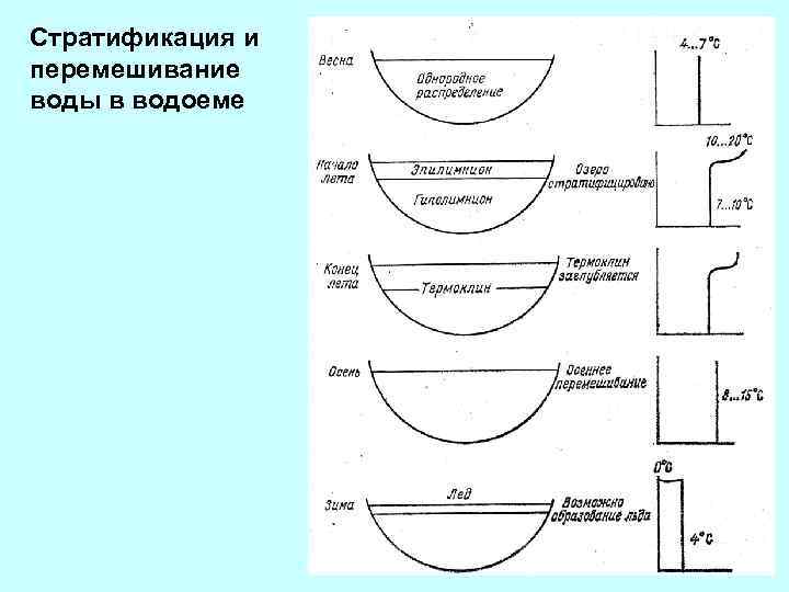 Стратификация и перемешивание воды в водоеме 