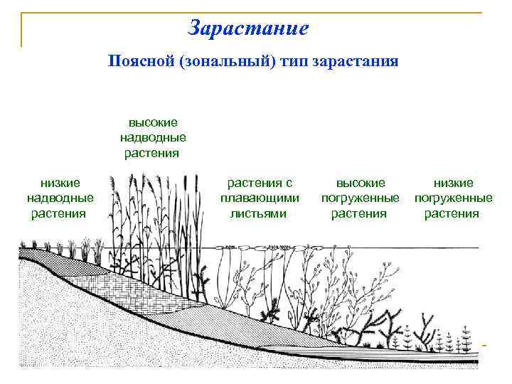 По представленному рисунку установите последовательность зарастания водоема